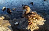 duck-water-bird-pond-water-wild-657819.jpg