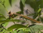 praying-mantis-fishing-locust-67762.jpg