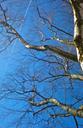 birch-blue-sky-summer-262734.jpg