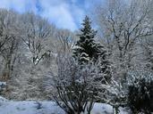 winter-landscape-winter-forest-snow-660140.jpg