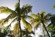 coconut-trees-beach-west-indies-sea-1172459.jpg