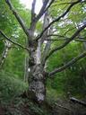 beech-tree-forest-nature-245755.jpg