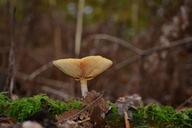 mushroom-forest-autumn-mushrooms-498885.jpg