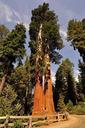 sequoia-usa-national-park-red-666899.jpg