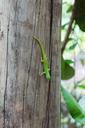 reptile-plant-cactus-agave-tropics-1027974.jpg