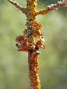 trunk-lichens-lichen-snorkel-1075393.jpg