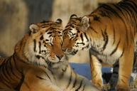 animals-tiger-cat-zoo-217652.jpg