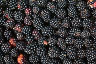 blackberries-background-black-dark-1541312.jpg