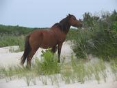 wild-horse-assateague-island-1522468.jpg