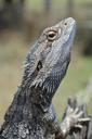 reptile-scales-eye-wildlife-lizard-1525403.jpg