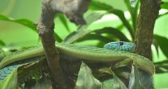 green-mamba-dendroaspis-viridis-1558238.jpg