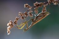 praying-mantis-insect-macro-nature-283267.jpg