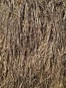 straw-grain-grass-422418.jpg