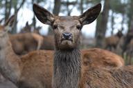 deer-zoo-mammal-alert-nature-wild-498893.jpg