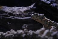 reptiles-lizard-darkness-1006916.jpg