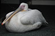 pet-pelican-bird-has-ever-been-713953.jpg