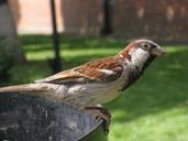 sparrow-bird-perched-portrait-751850.jpg