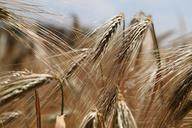 wheat-wheat-field-rye-wheat-spike-809441.jpg