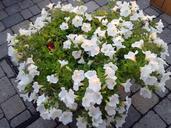 flowers-flowerpot-flower-plant-954156.jpg