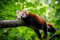 Red Panda (29744980535).jpg