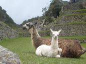 llamas-peru-animals-machu-picchu-451195.jpg