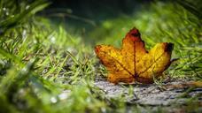 autumn-leaves-golden-autumn-974078.jpg