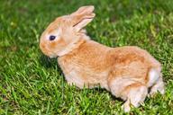 rabbit-bunny-pet-grass-pets-139309.jpg