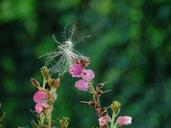 bell-heather-plant-blossom-bloom-910232.jpg