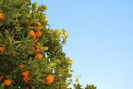 mandarins-citrus-oranges-fruit-569370.jpg