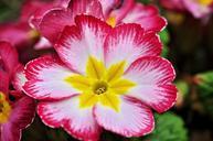 primrose-flower-spring-flower-752746.jpg