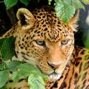 leopard-portrait-zoo-animal-wild-391369.jpg