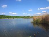 pond-reed-sky-blue-216332.jpg