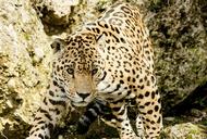 leopard-cat-big-cat-wildcat-zoo-1337201.jpg