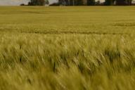 barley-barley-field-arable-778691.jpg