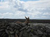 donkey-ass-rural-countryside-ear-663348.jpg