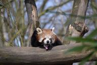 red-panda-panda-less-pander-958118.jpg