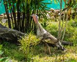 turkey-bird-garden-undergrowth-382609.jpg