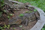 alligator-zoo-nature-646786.jpg