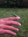 praying-mantis-insect-animals-467456.jpg