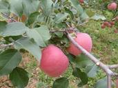 apple-orchard-autumn-459152.jpg