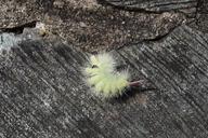 caterpillar-nature-stone-insect-436858.jpg