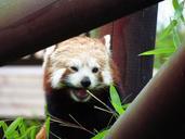 red-panda-red-panda-eating-sitting-708033.jpg