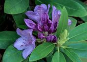 rhododendron-flower-purple-340903.jpg