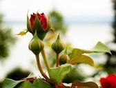 red-rose-rose-bud-blossom-bloom-930294.jpg