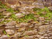 ferns-fouling-stone-wall-old-wall-373978.jpg