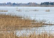 Fern_Ridge_Widlife_Area,_wetlands.jpg