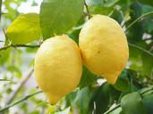 lemon-limone-lemon-tree-1117568.jpg