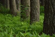 green-rows-trees-nature-plant-614396.jpg