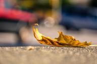 leaf-sidewalk-alone-separate-1082118.jpg