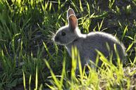 bunny-animal-nature-rabbit-1446789.jpg